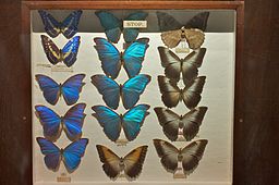 Exotic_butterflies_at_the_Horniman_Museum