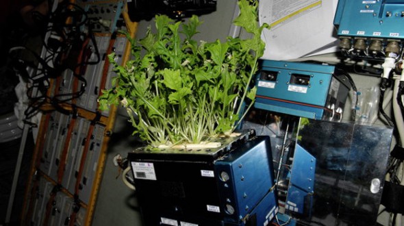 ISS plant studies