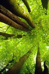 natures-canopy