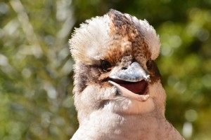 kookaburra face