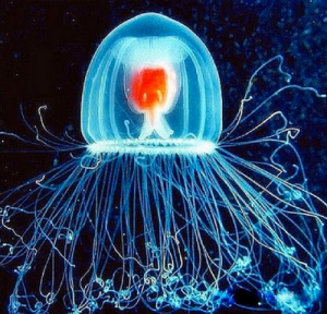 Turritopsis rubra - Commonly confused with immortal jellyfish (c) Photo Credit: Peter Schuchert/The Hydrozoa Directory
