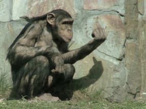 chimp_giving_the_finger_by_Fuxx