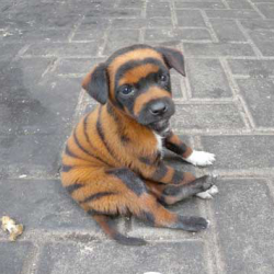 striped dog