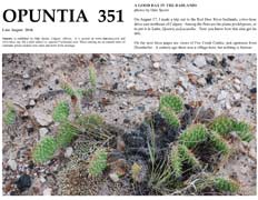 Opuntia-351