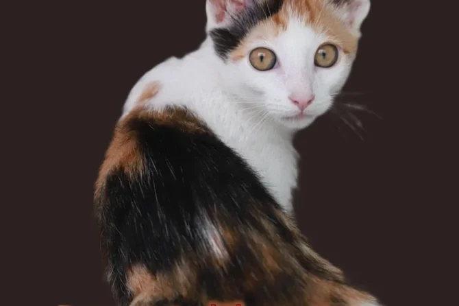 book cover: Monster by Matt Truxaw